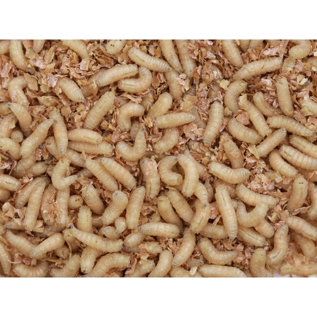Maggots