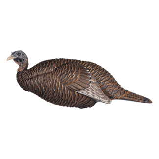 FLEXTONE Appelant  Flextone Thunder Chick Breeder