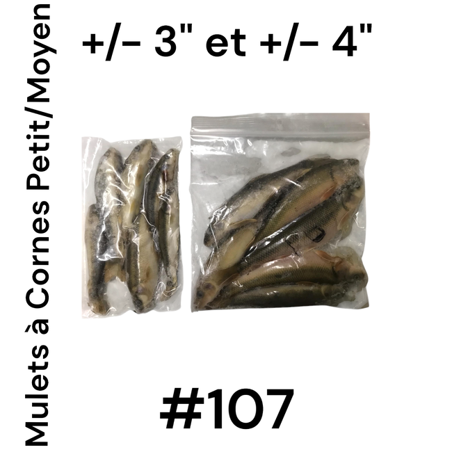 Ménés Mulet À Cornes PETIT/MOYEN (pqt 6)