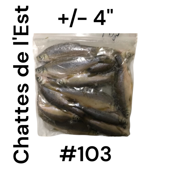 Eastern Shiner Minnows