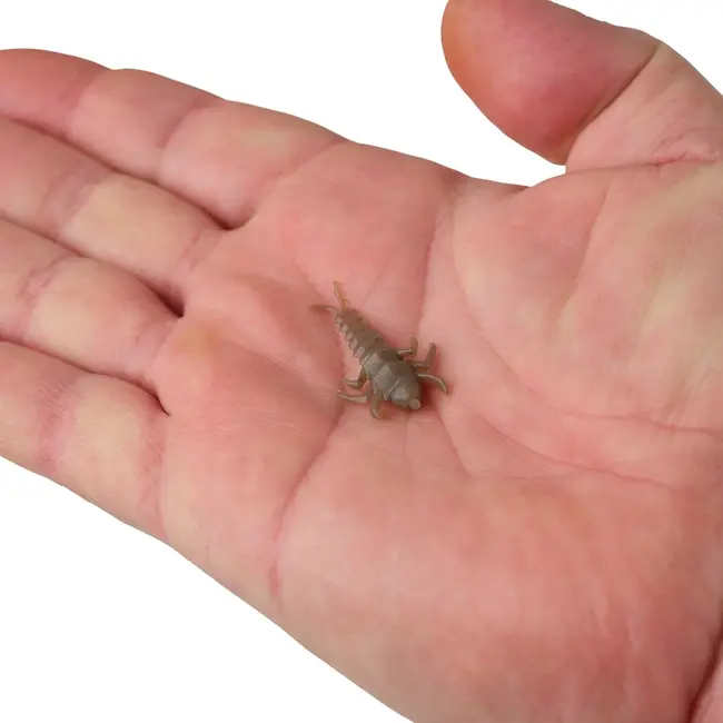 Berkley Gulp Alive Stonefly Lure 1.25'' Smog