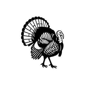 Chasse aux dindons sauvages