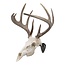 Allen EZ Mount Skull Hanger