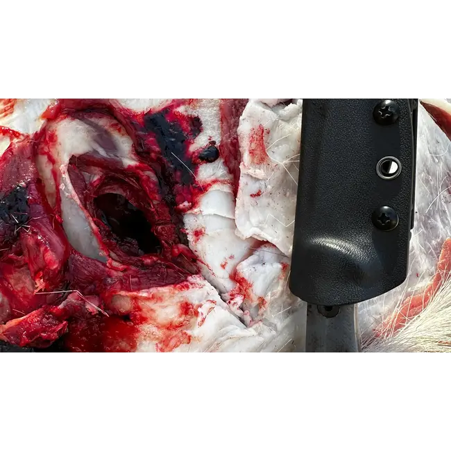 Pointe de chasse fixe Annihilator Katana –  100 grains, 2 lames