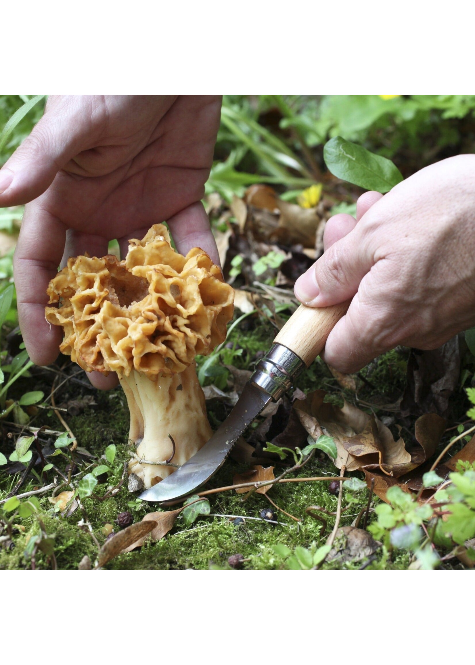 OPINEL OPINEL MUSHROOM KNIFE #8