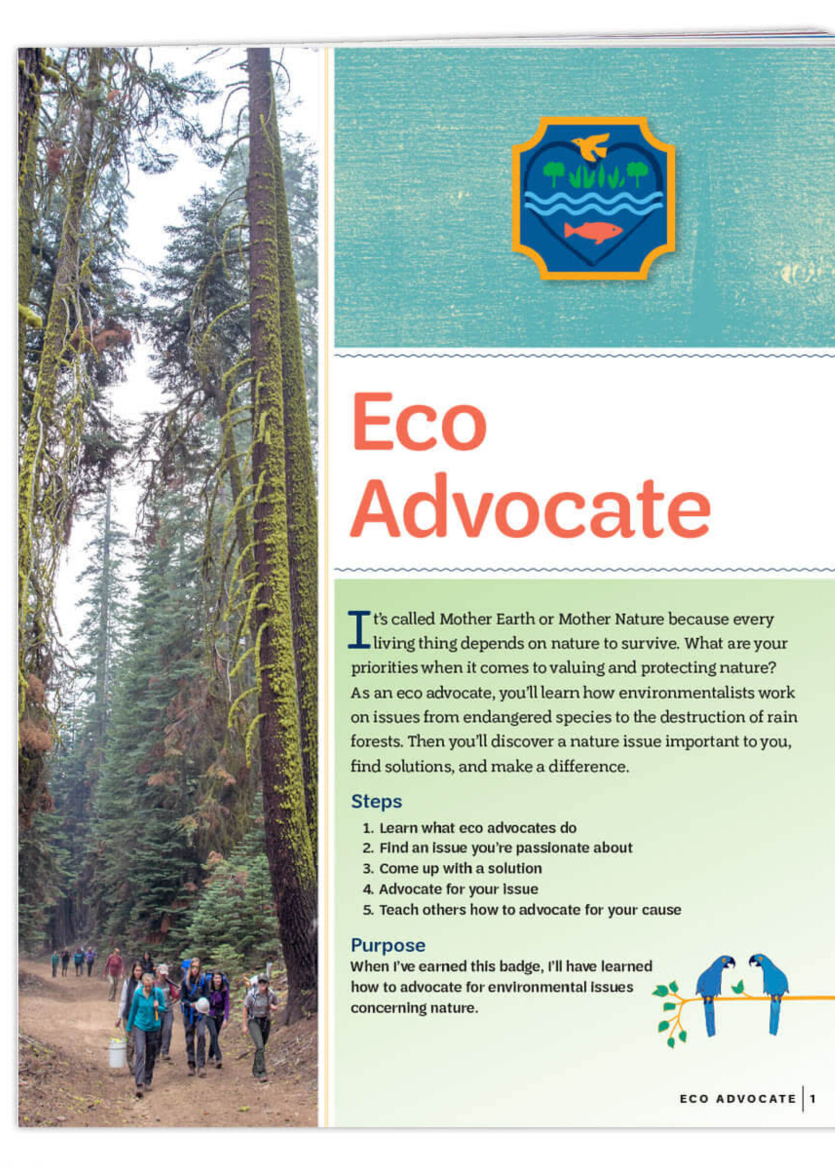 Ambassador Eco Badge Requirements