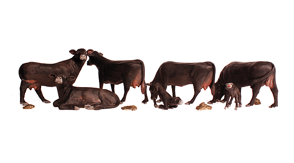 1955 HO Black Angus Cows & Calves