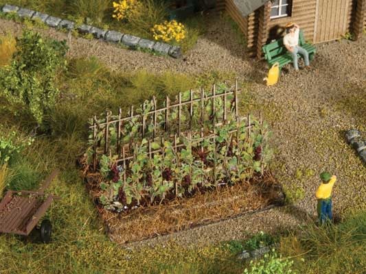 9491401 Grape Vines