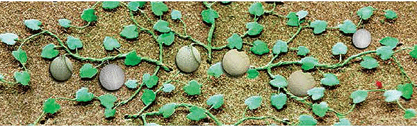 95573 CANTELOUPE PATCH