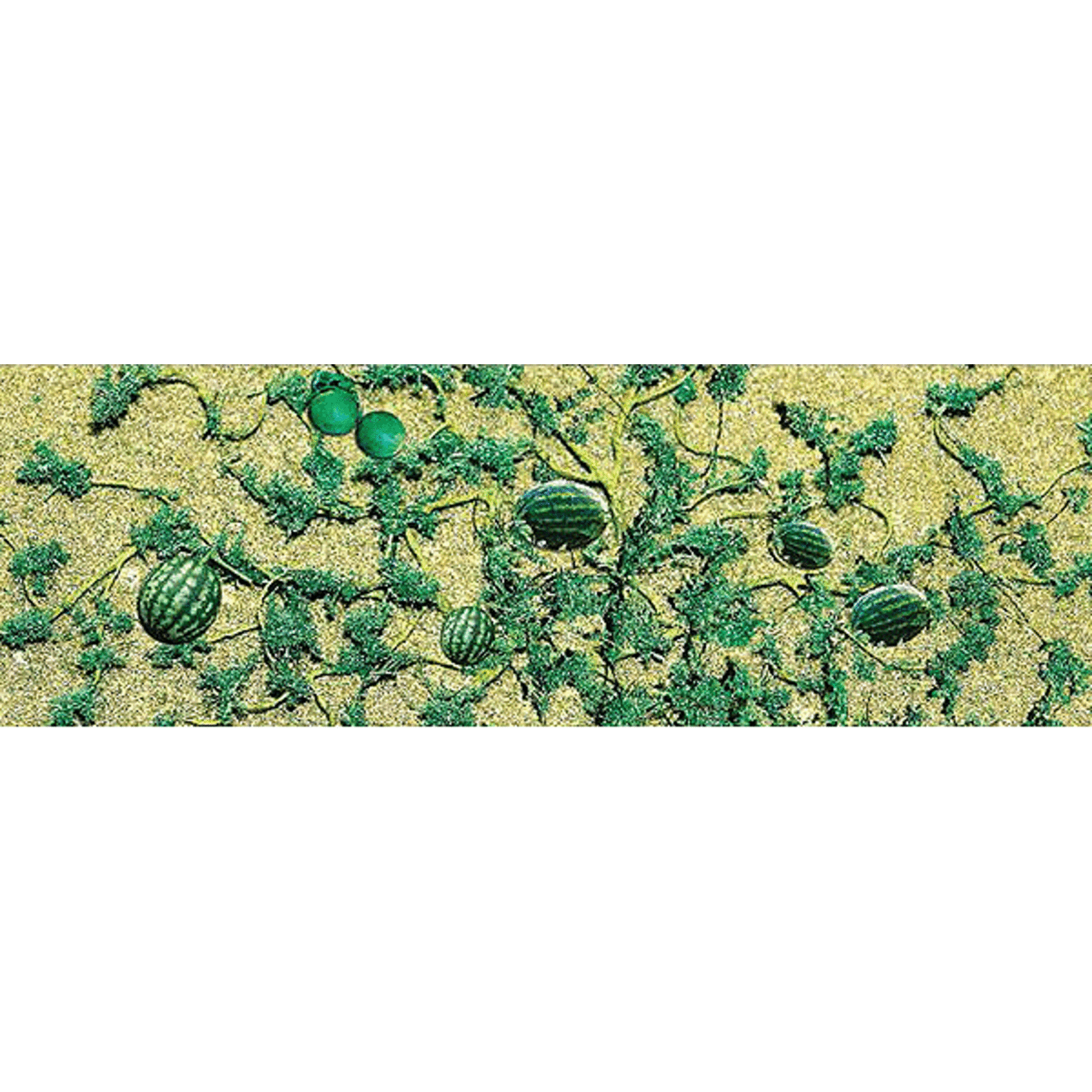 JTT 95575 HO Watermelon Patch
