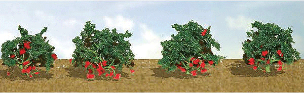 95577 O Strawberry Plants