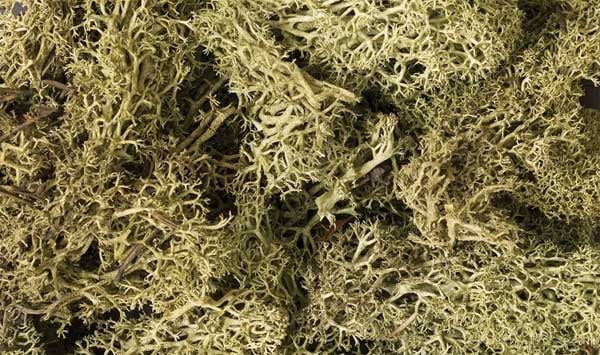 161 Lichen/Spring Green