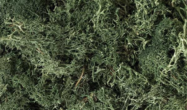 164 Lichen/Dark Green