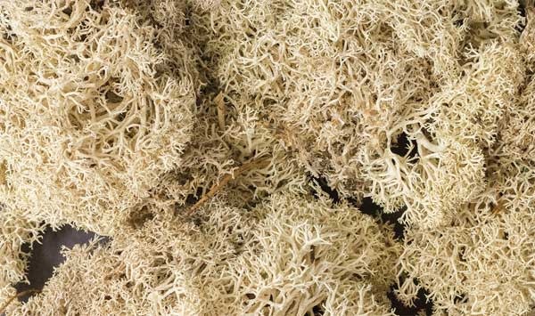 166Lichen/Natural