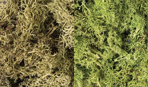 167 Lichen - Light Green Mix