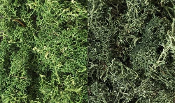 168 Lichen - Dark Green Mix