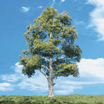 Woodland Scenics 3532 1 1/4"-2" Waters Edge - 5 Pack Trees