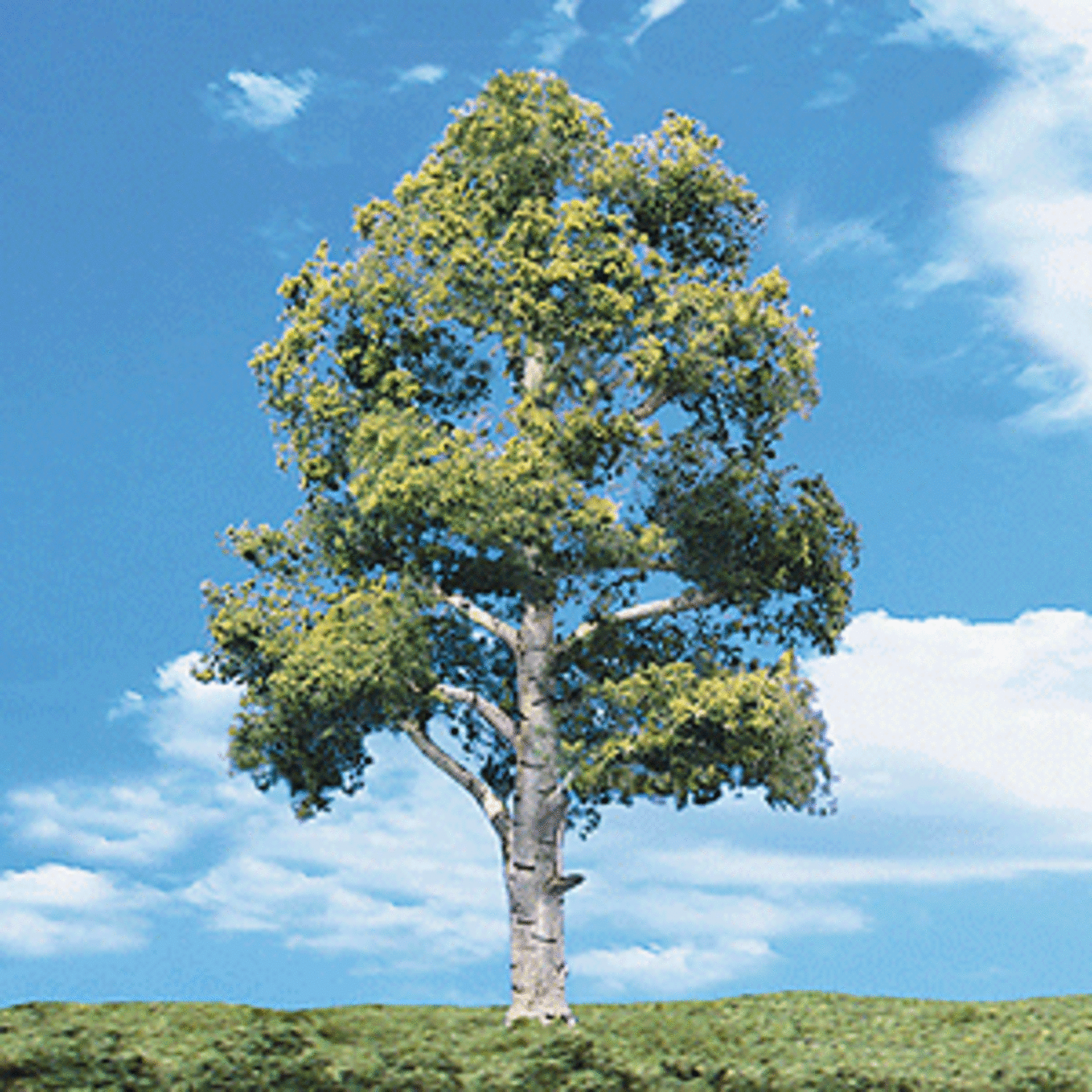 Woodland Scenics 3532 1 1/4"-2" Waters Edge - 5 Pack Trees