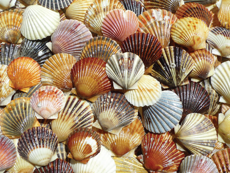 30702 Bay Scallop Beauties 550pc Puzzle