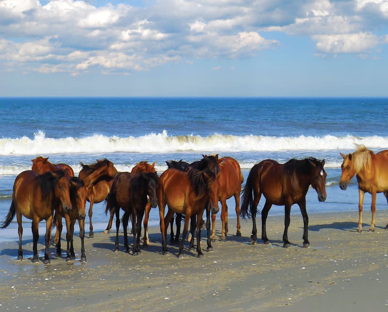 40583 Beach Horse Party 1000 Piece Puzzle