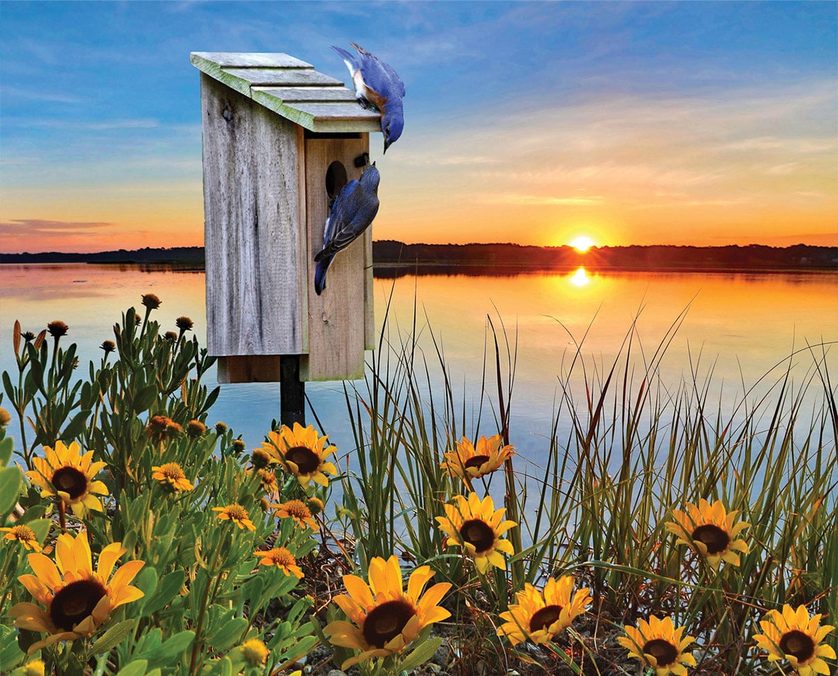 40803 Bluebird Sunrise 1000pc Puzzle