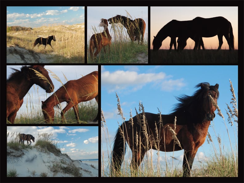 40569 Wild Horses 550 Piece Puzzle