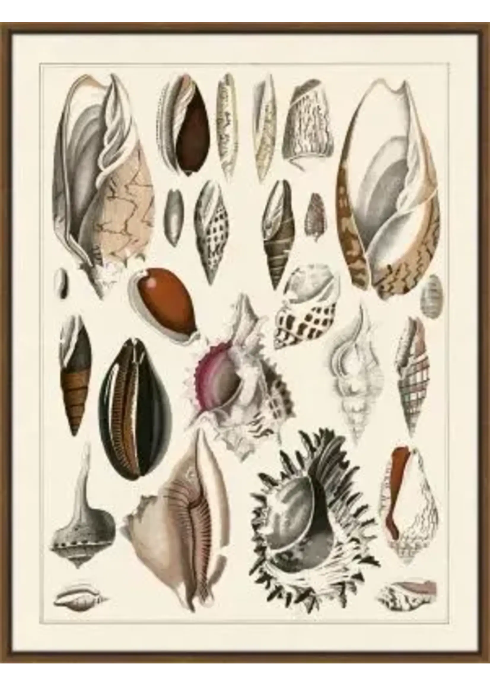 Iconic Pineapple Beautiful Shells II