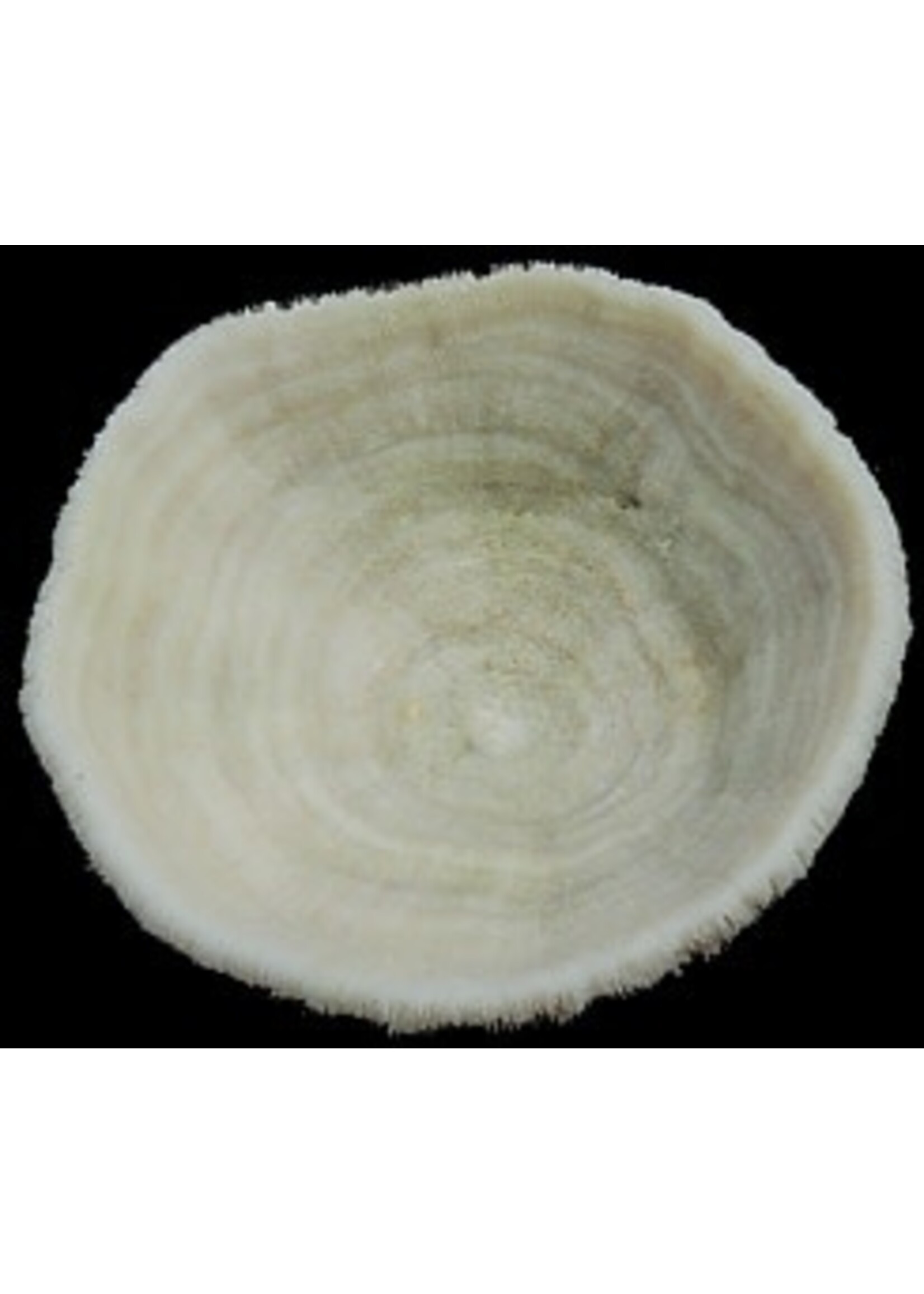 Shell Horizons Bowl Coral