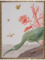 Shadow Catchers The Glossy Ibis-Tropical- 39x51