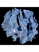 Shell Horizons Blue Ridge Coral 7-10"