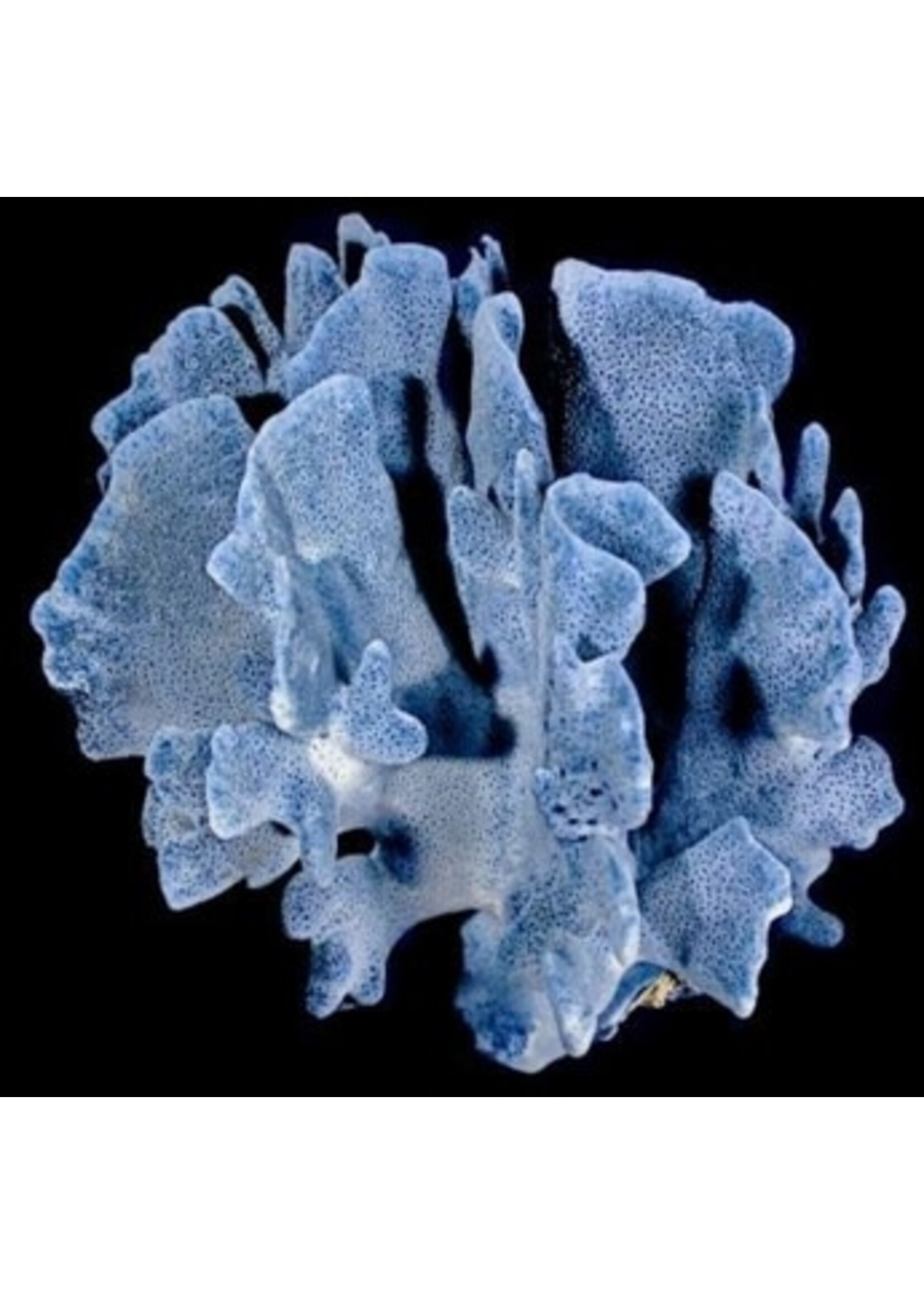 Shell Horizons Blue Ridge Coral 7-10"