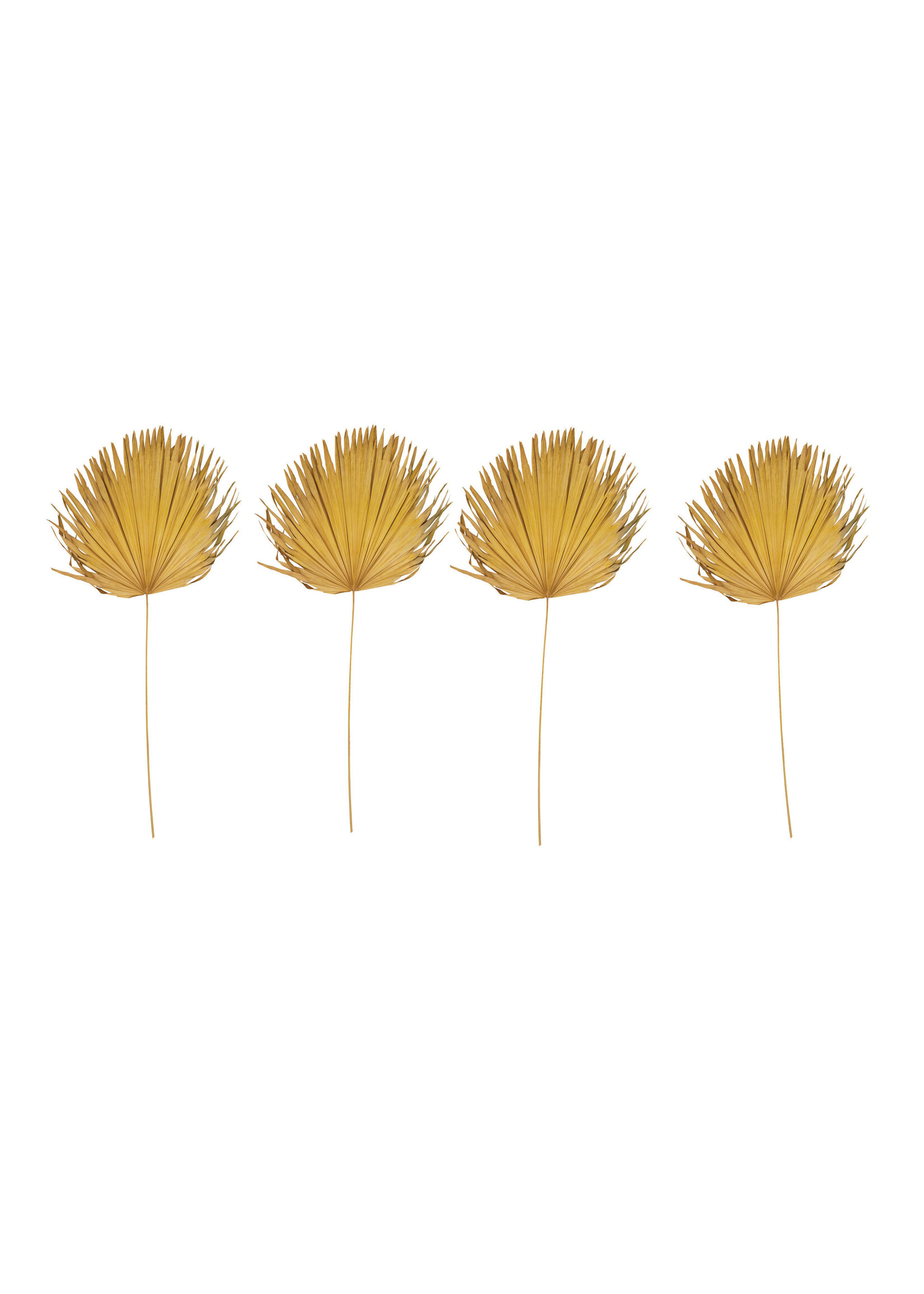 Creative Co-Op 44"-48"H Anahaw Dried Palm Leaf,  Yellow