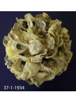 Stetson Seashells Ball - Oyster Shell 7" Round