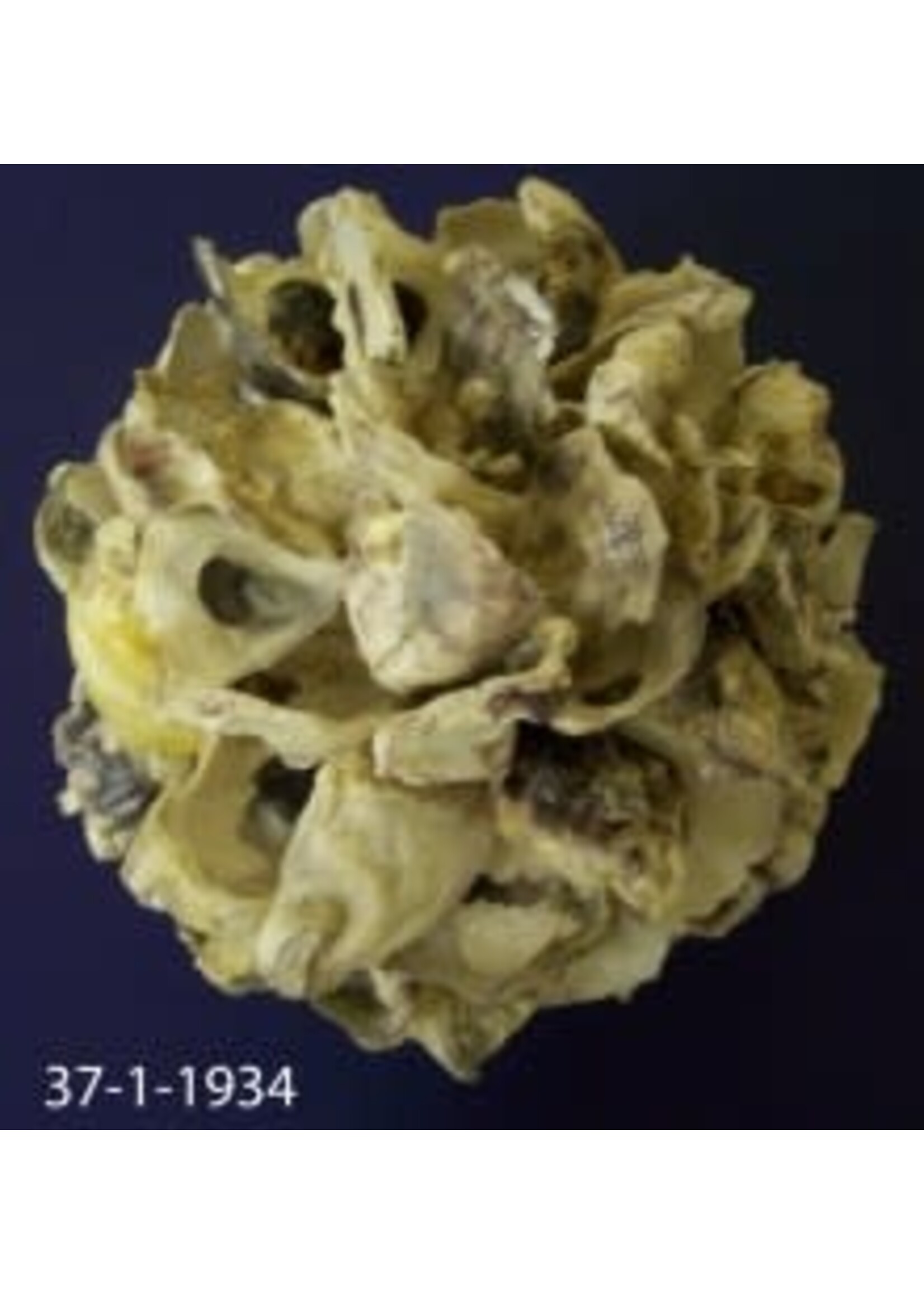 Stetson Seashells Oyster Ball 7"