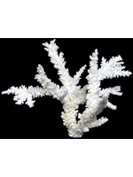 Shell Horizons Branch Coral 12"-15"