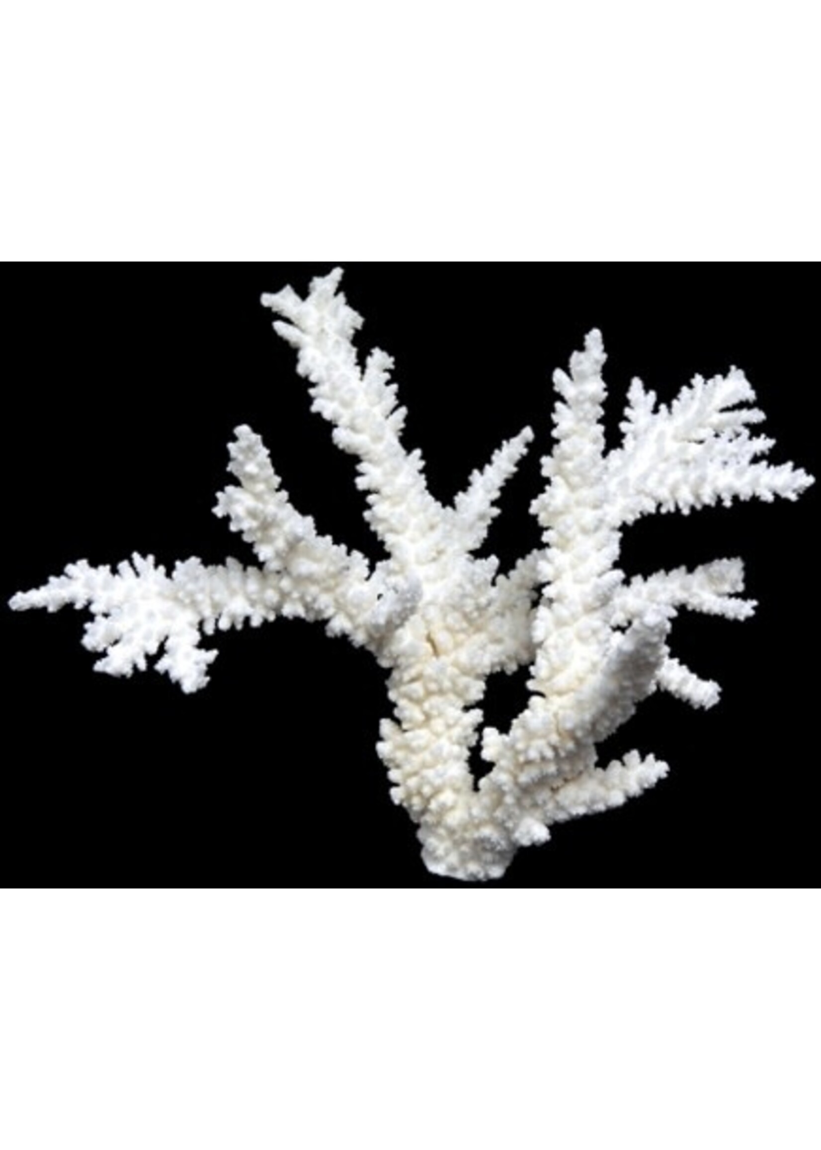 Shell Horizons Branch Coral 12"-15"