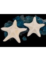 Shell Horizons White Common Starfish 5"UP