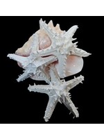 Shell Horizons White Linki Starfish
