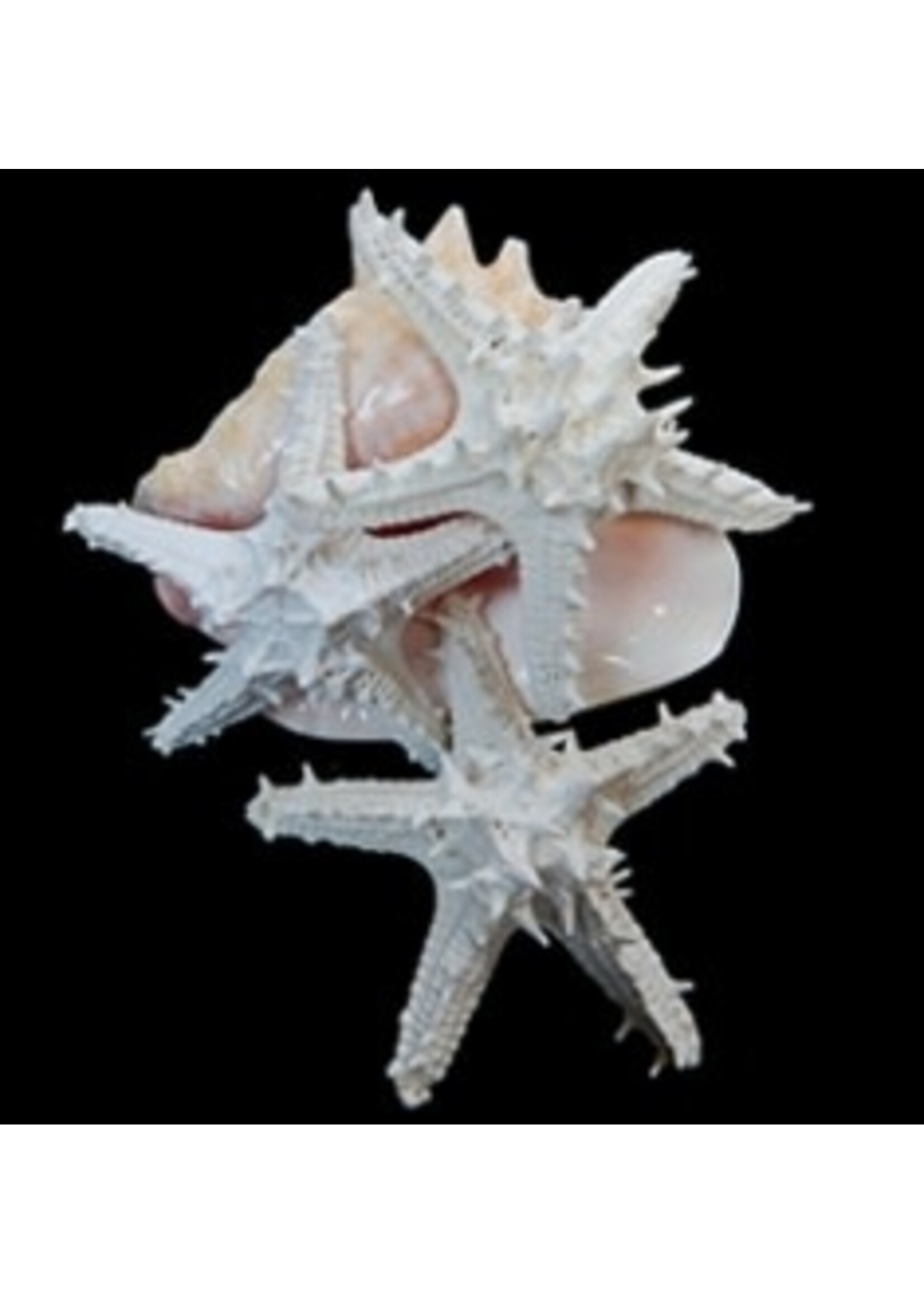 Shell Horizons White Linki Starfish