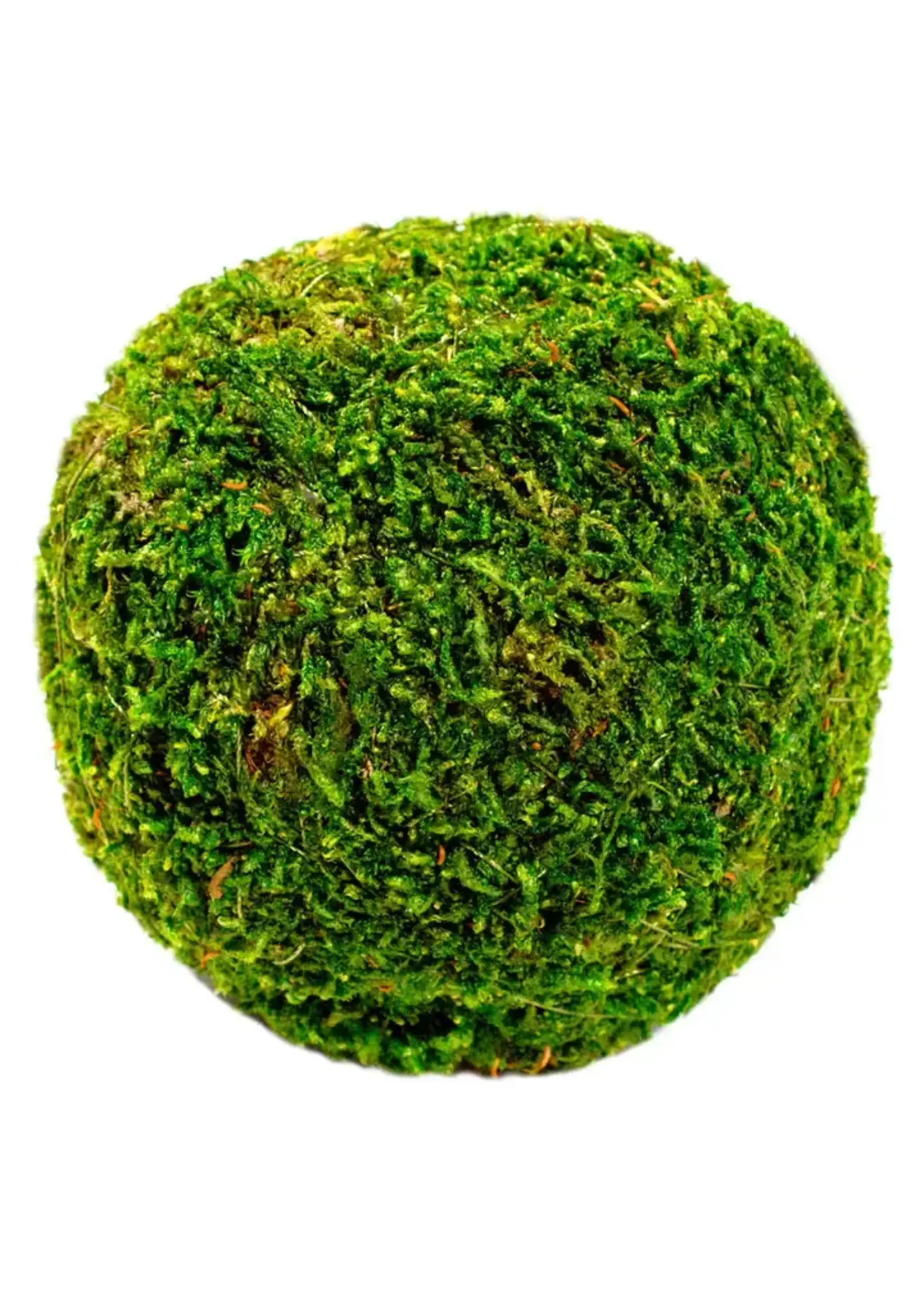 Supermoss 4 inch Decorative Moss Ball