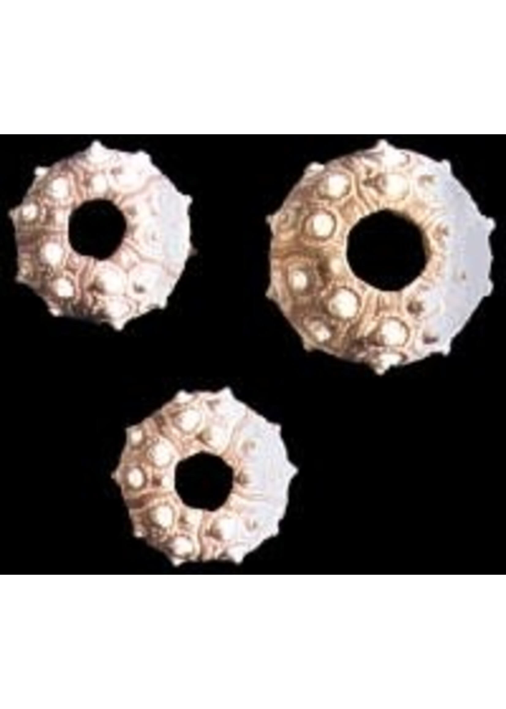 Shell Horizons Sputnik Sea Urchin