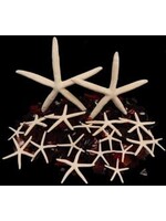 Shell Horizons Large White Starfish 6"-10"