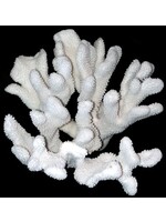 Shell Horizons Cats Paw Coral 9"-11"