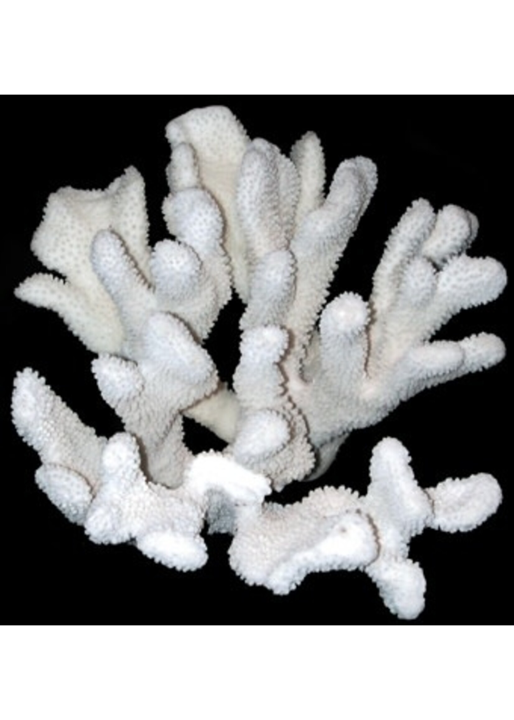 Shell Horizons Cats Paw Coral 9"-11"