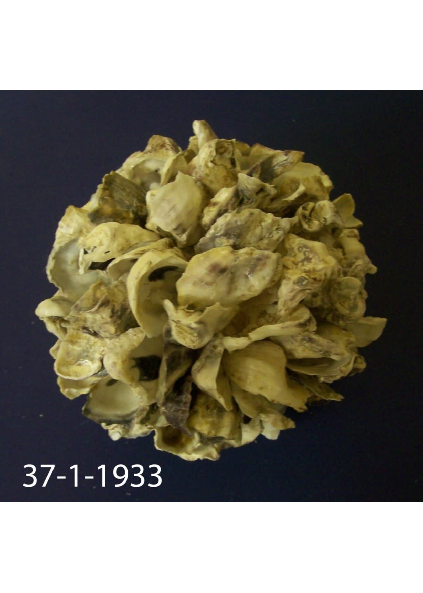 Stetson Seashells Ball - Oyster shell 4" Round