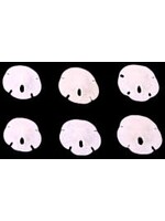 Shell Horizons Florida Sandollars- XX Small/Hundred 1/2"-3/4"