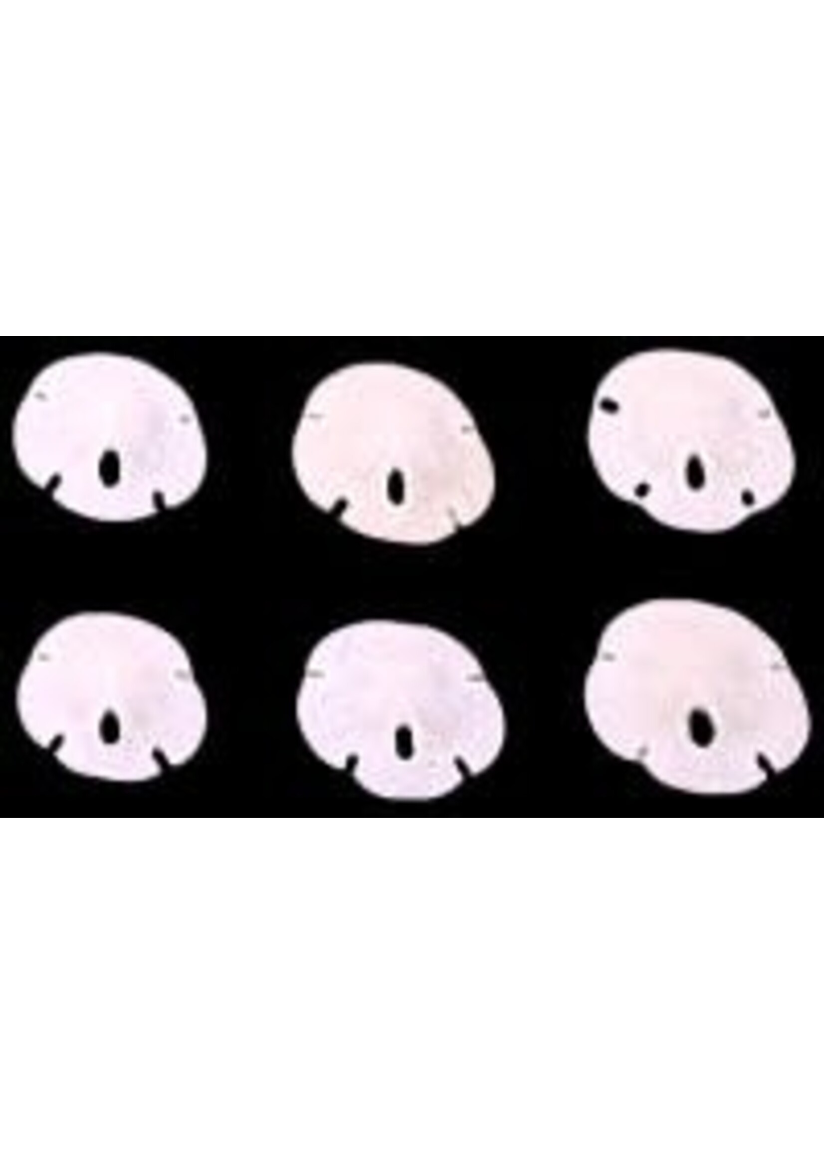 Shell Horizons Florida Sandollars- XX Small/Hundred 1/2"-3/4"