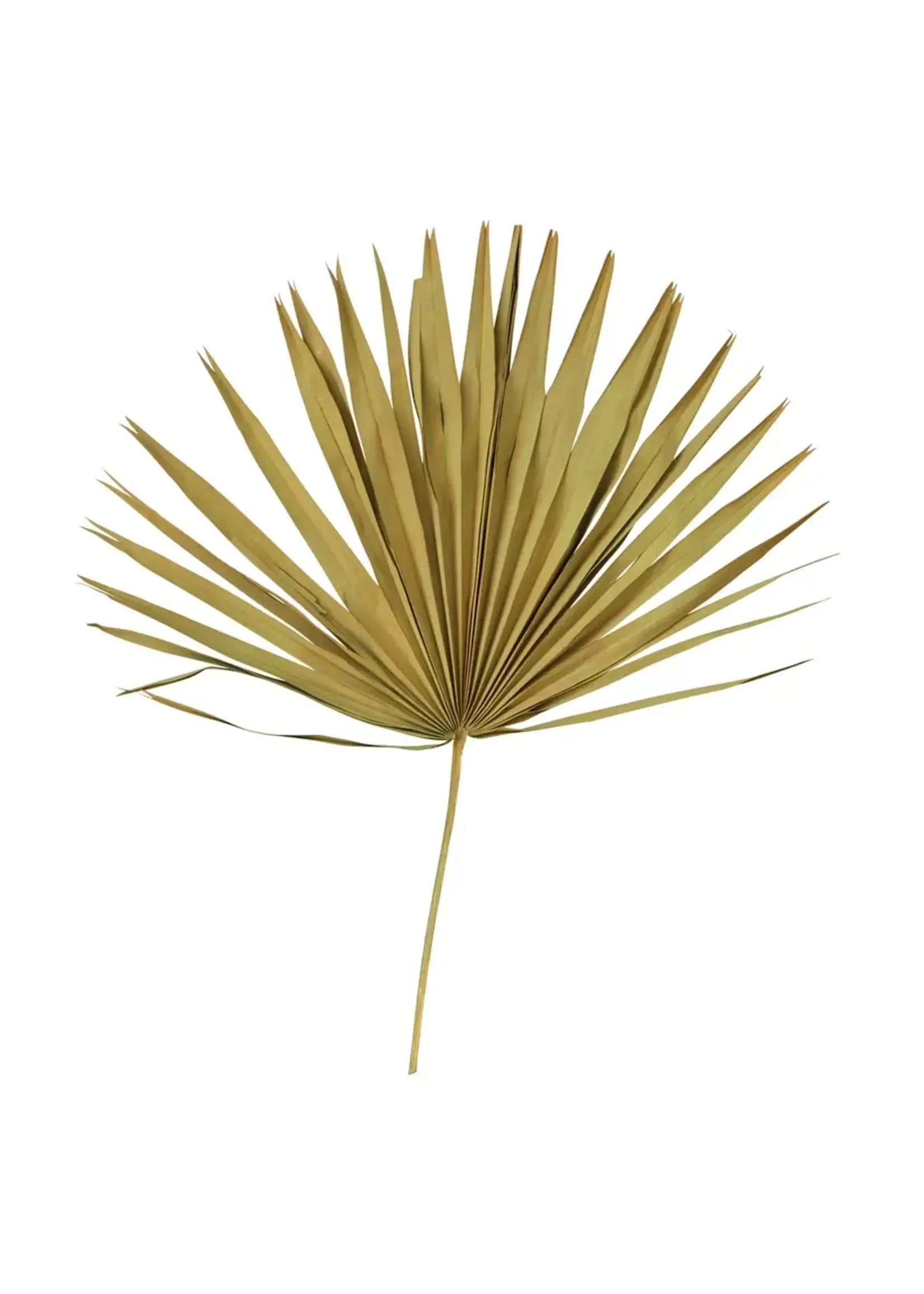 Creative Co-Op 29"L Dried Palm Leaf Single, Green