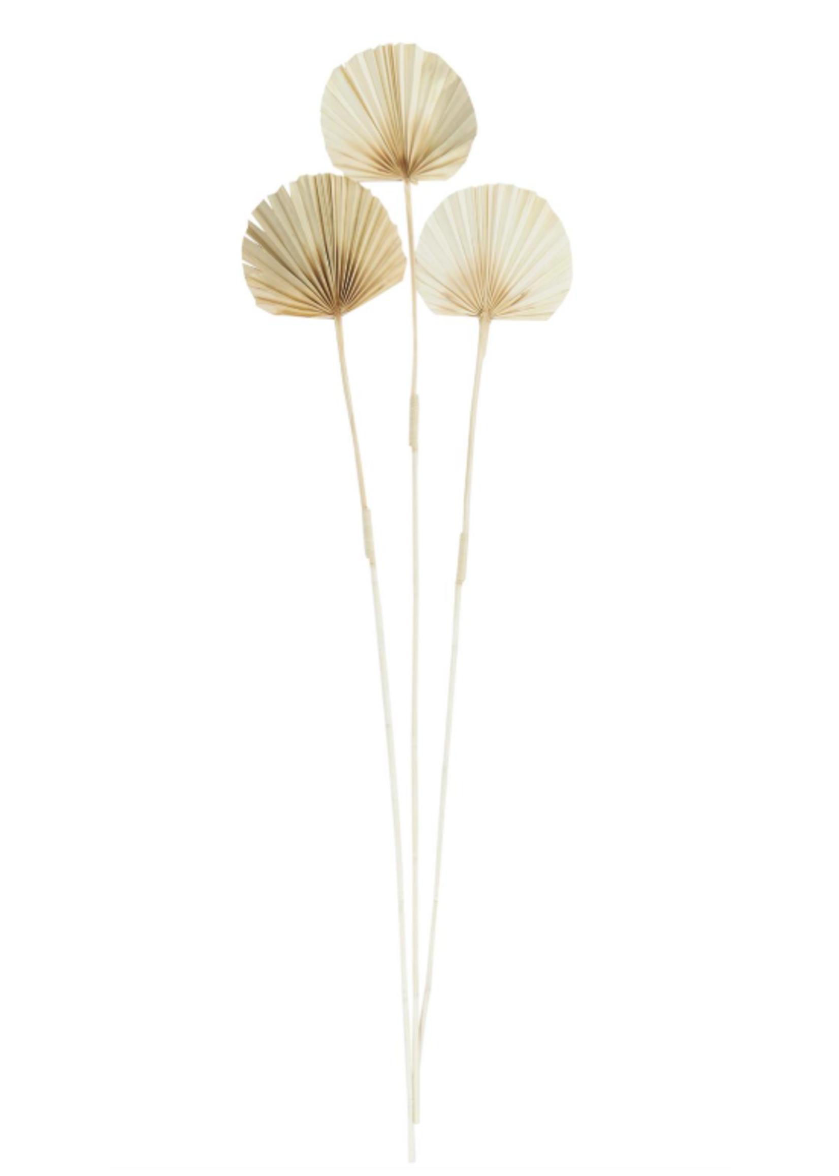 UMA Enterprises Brown Dried Plant Palm Leaf Tall, Single