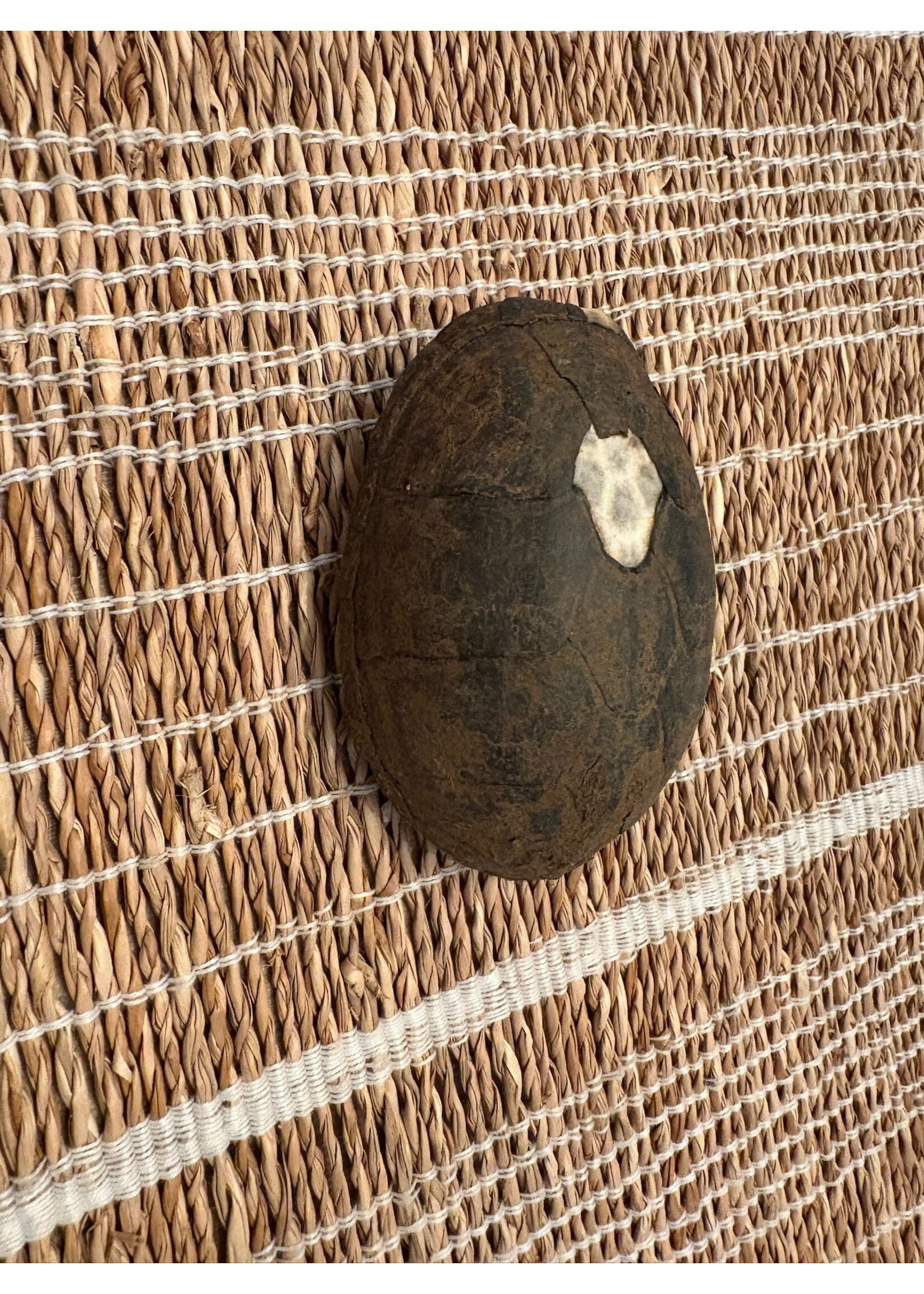 Found Turtle Shell